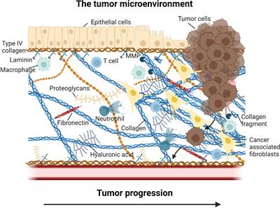 Regulation of tumor immunity and immunotherapy by the tumor collagen extracellular matrix
